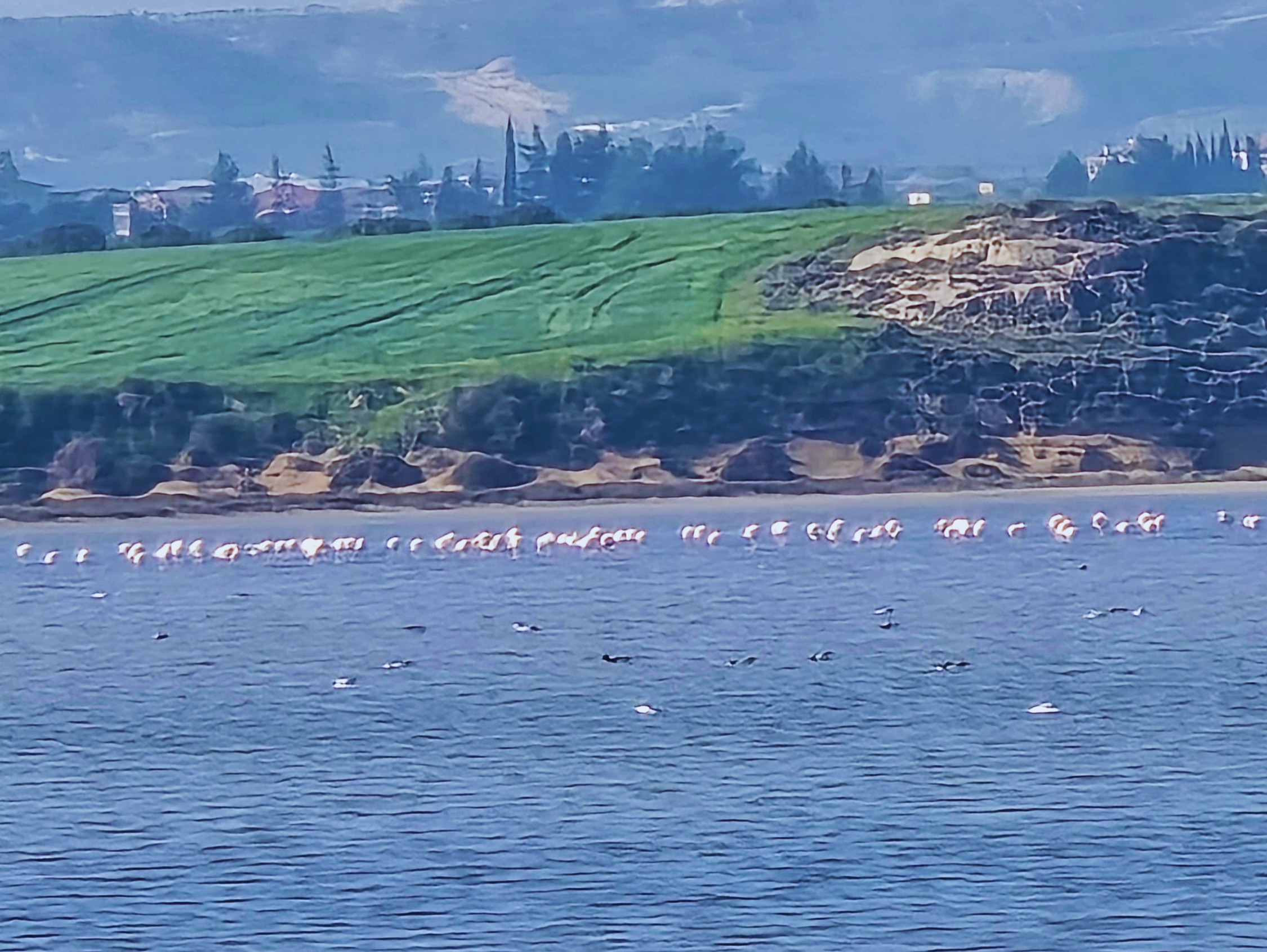להקת פלמינגו באגם המלח של לרנקה, קפריסין