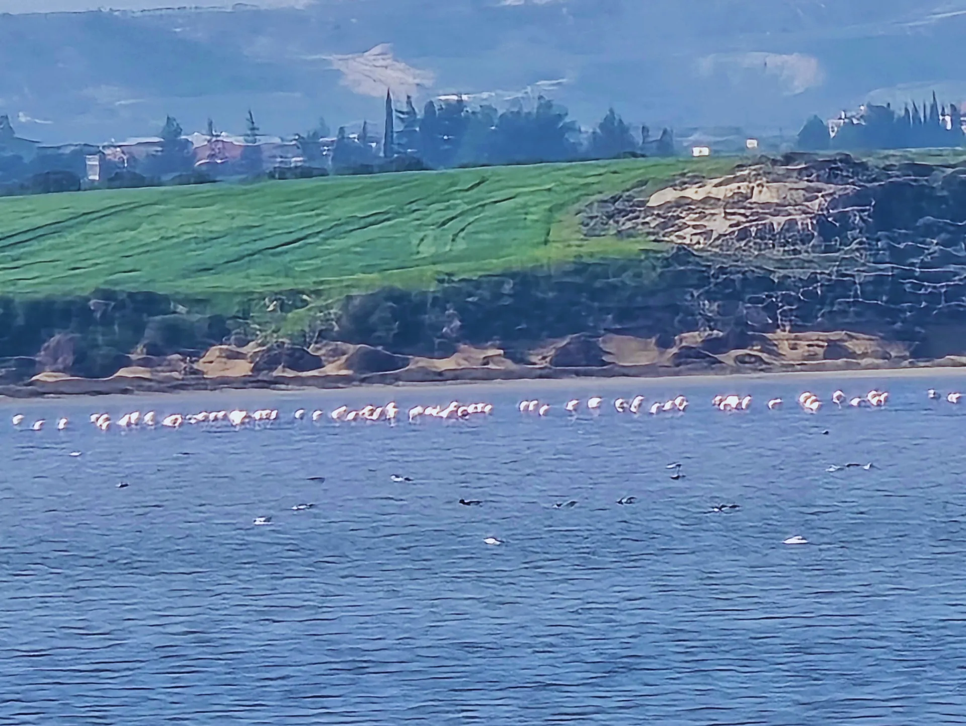 להקת פלמינגו באגם המלח של לרנקה, קפריסין